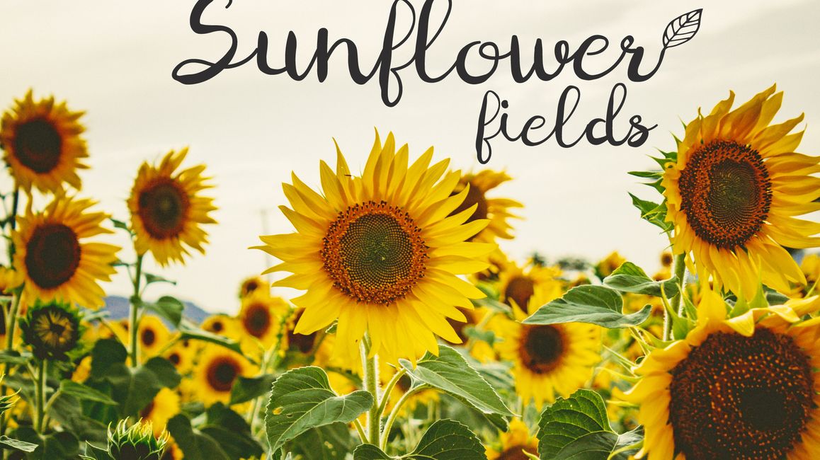 Saraburi Day Trips | See Sunflower Fields & More - TakeMeTour