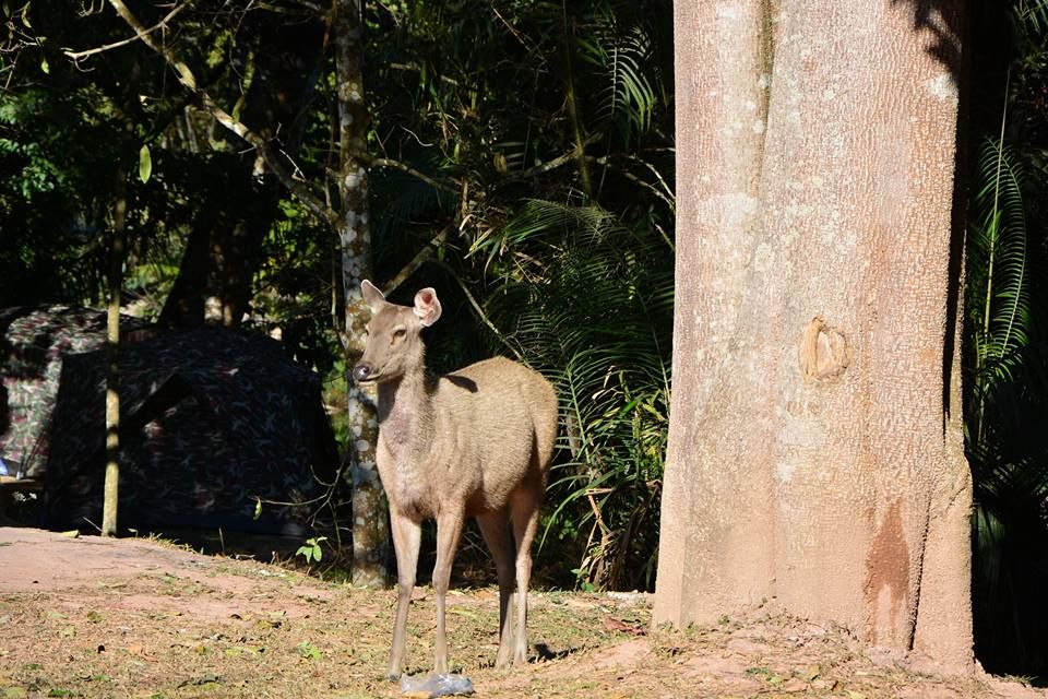 Hike Your Way Through Khao Yai National Park Pickup From - 