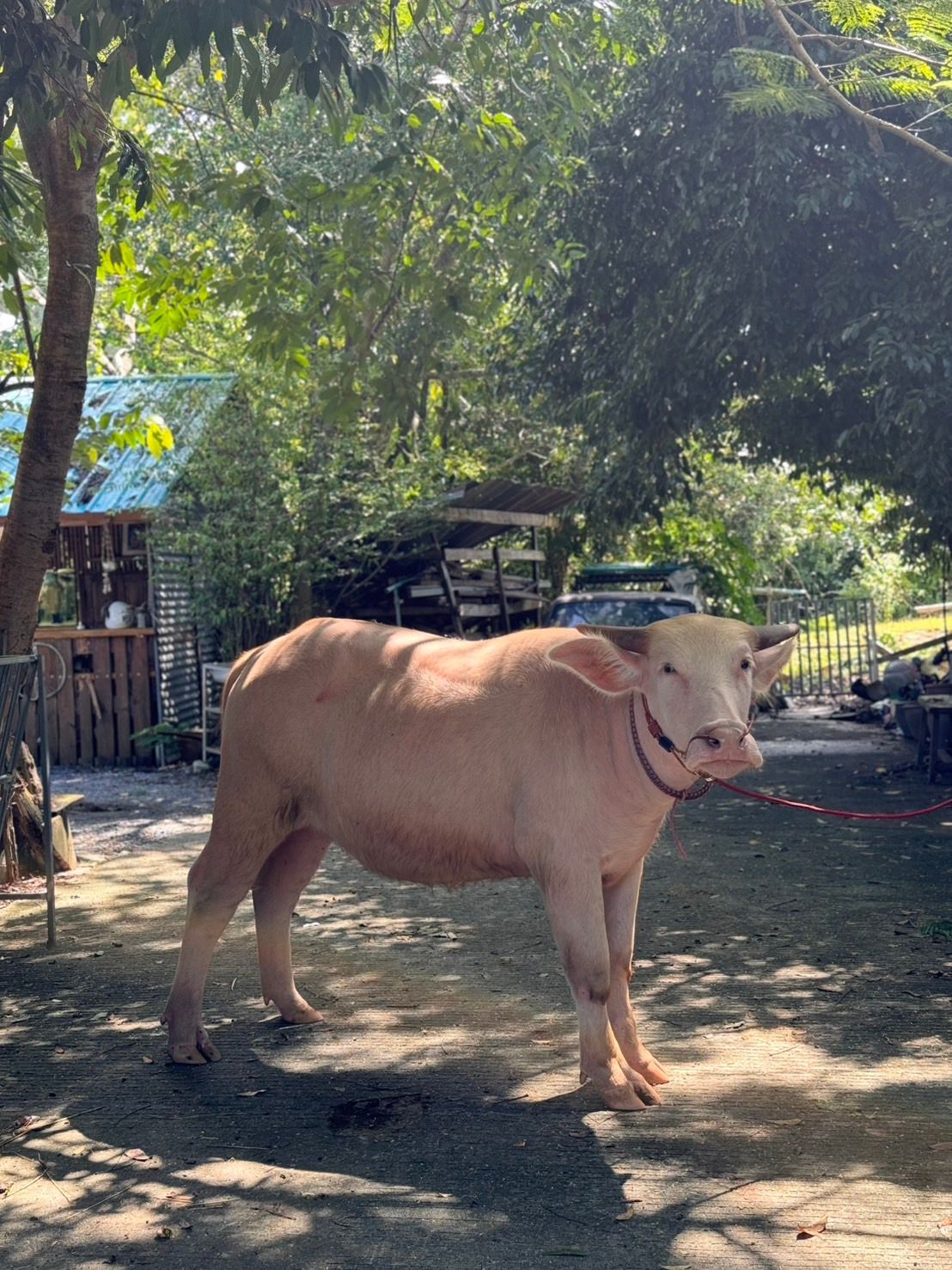A lazy afternoon under the shade 🌿🐃