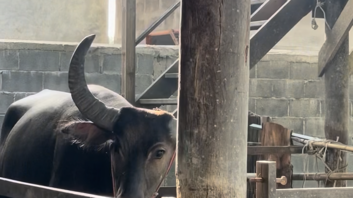 Where tradition meets nature – and every buffalo has a story.