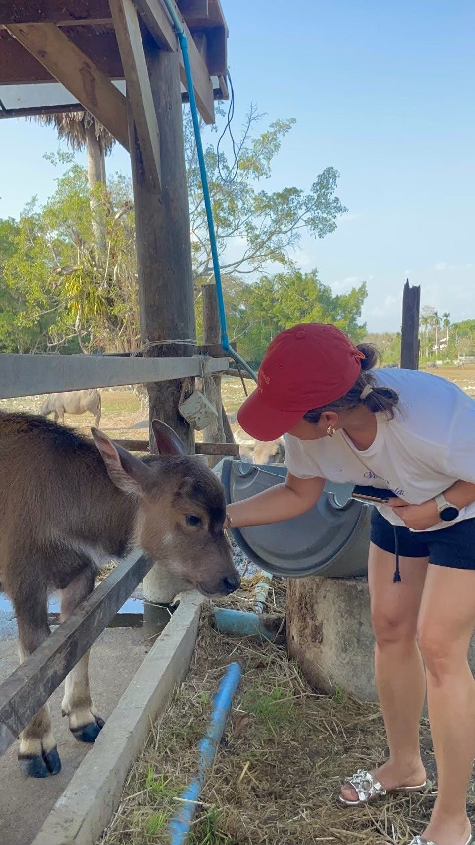 Tiny moments, huge happiness 🐃✨