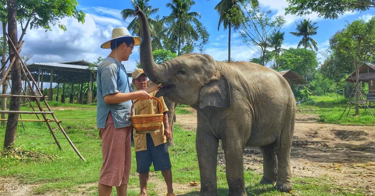 Lanna Kingdom Elephant Sanctuary 