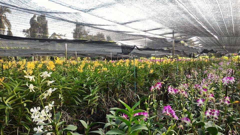 Stop to buy orchid plants from a local farm. 