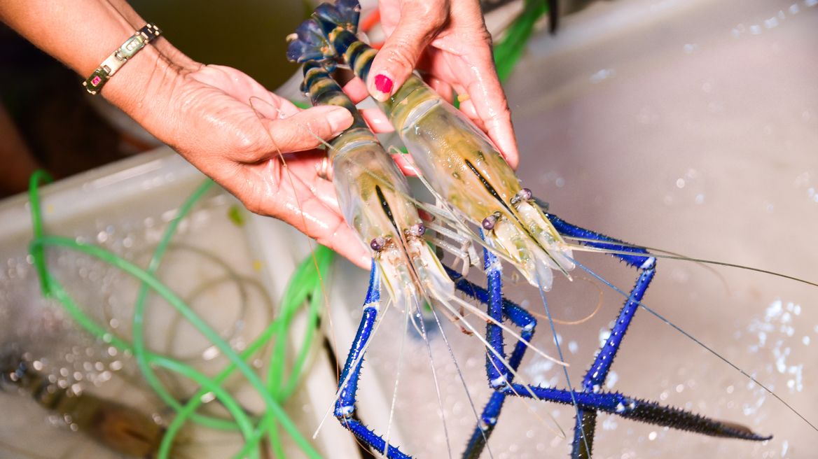 River Prawn in Hau ro Market