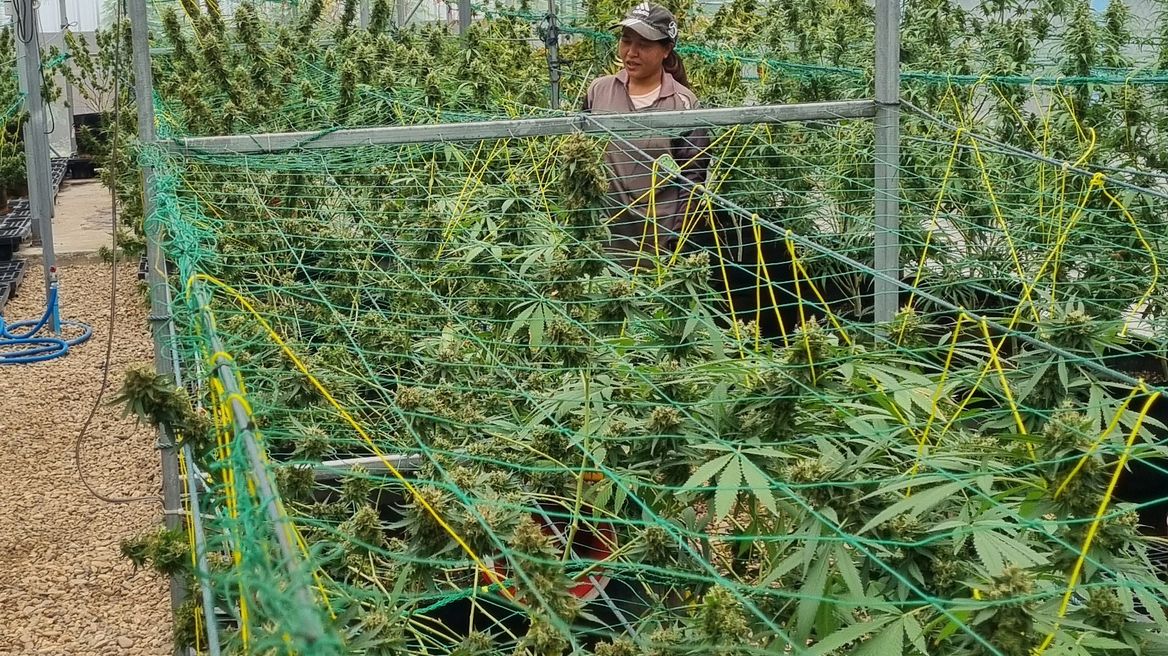 Defoliating our flowering plants