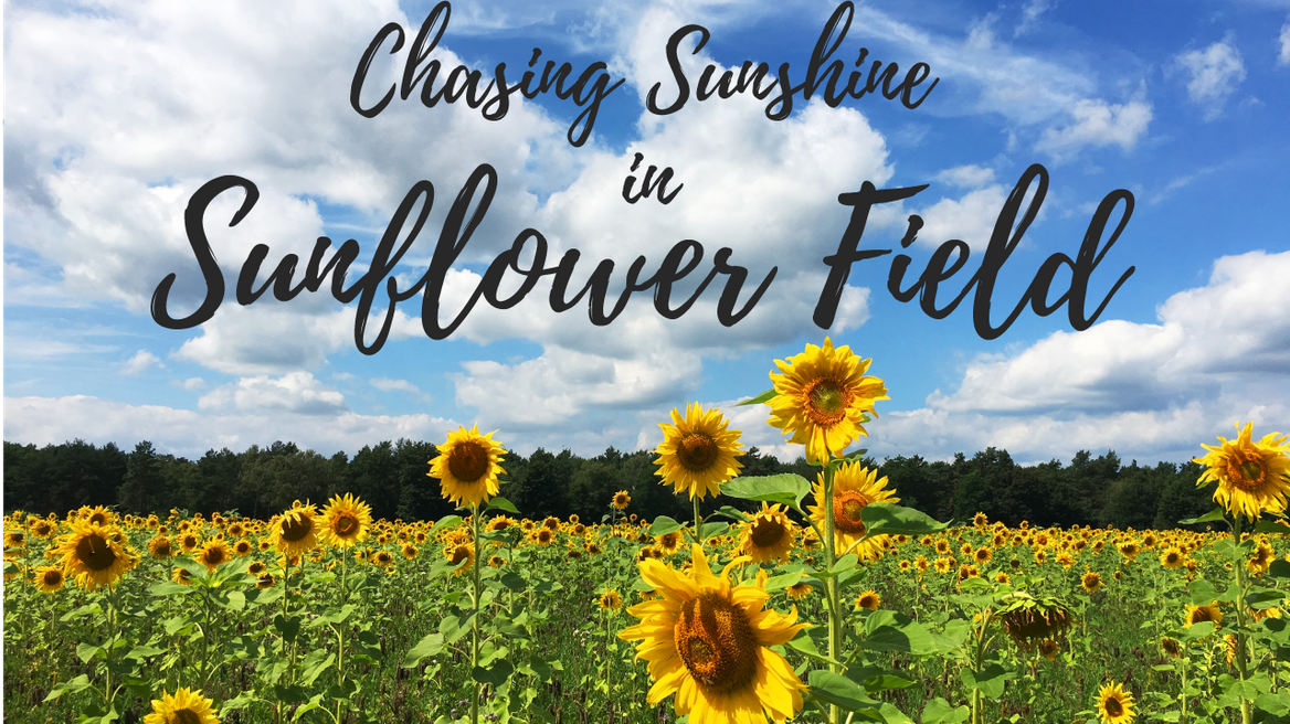 Saraburi Day Trips | See Sunflower Fields & More - TakeMeTour