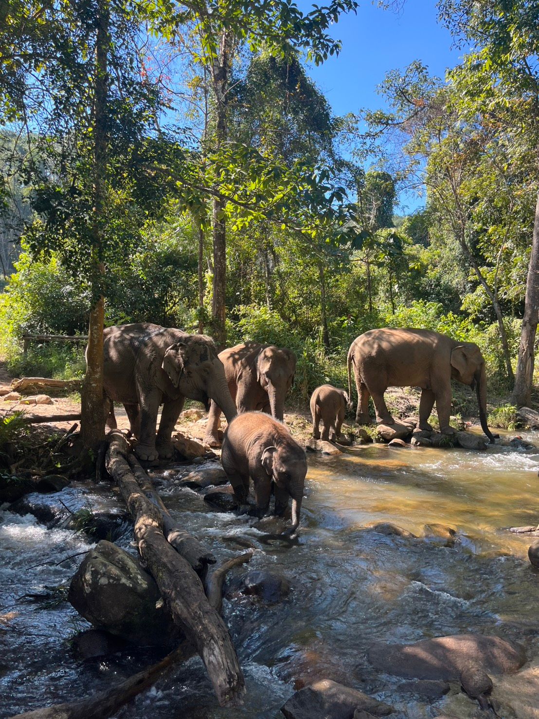 Walk alongside elephants with their mahouts and observe natural behaviors