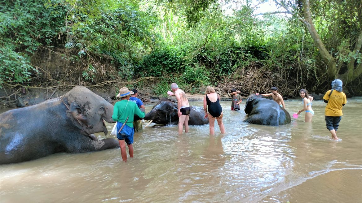 Bathing elephants in Chiang Mai