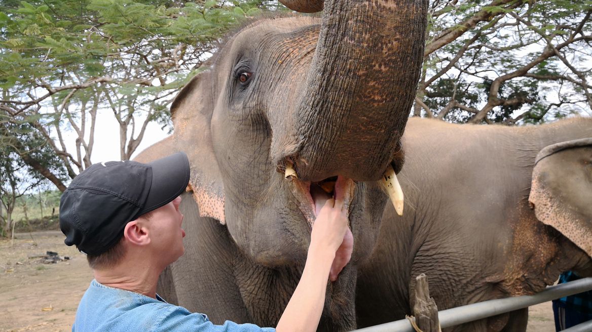 Chiang Mai Ethical Elephant Tour: Feeding elephants.