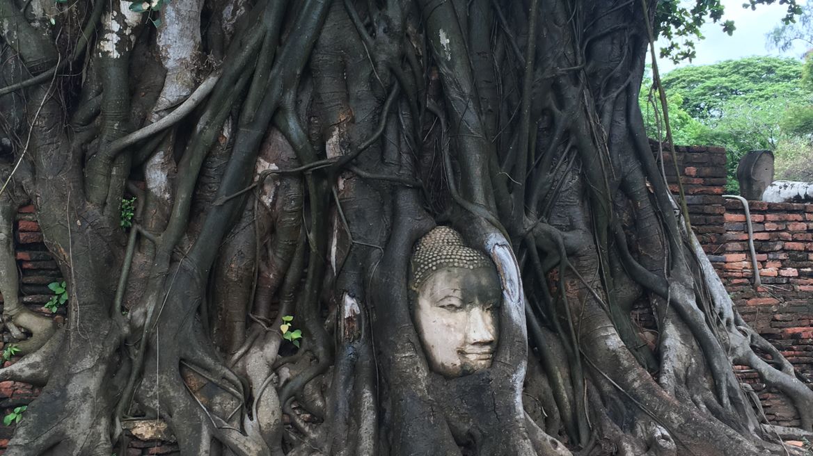 Buddha Head in The Tree