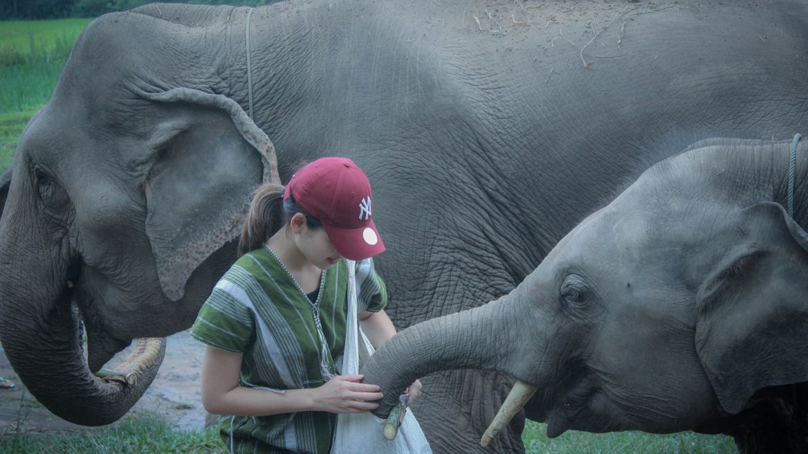 Chiang Mai Tour: Ethical Elephant Care