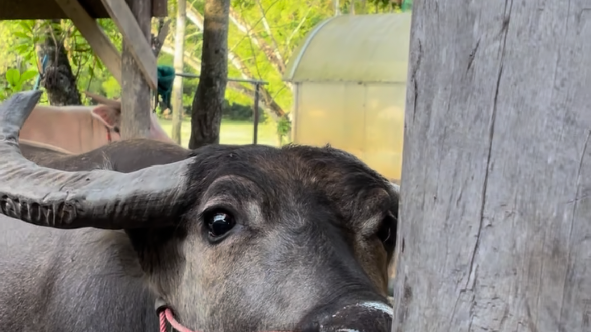 Friendly Buffalo Greeting 🙏🏻