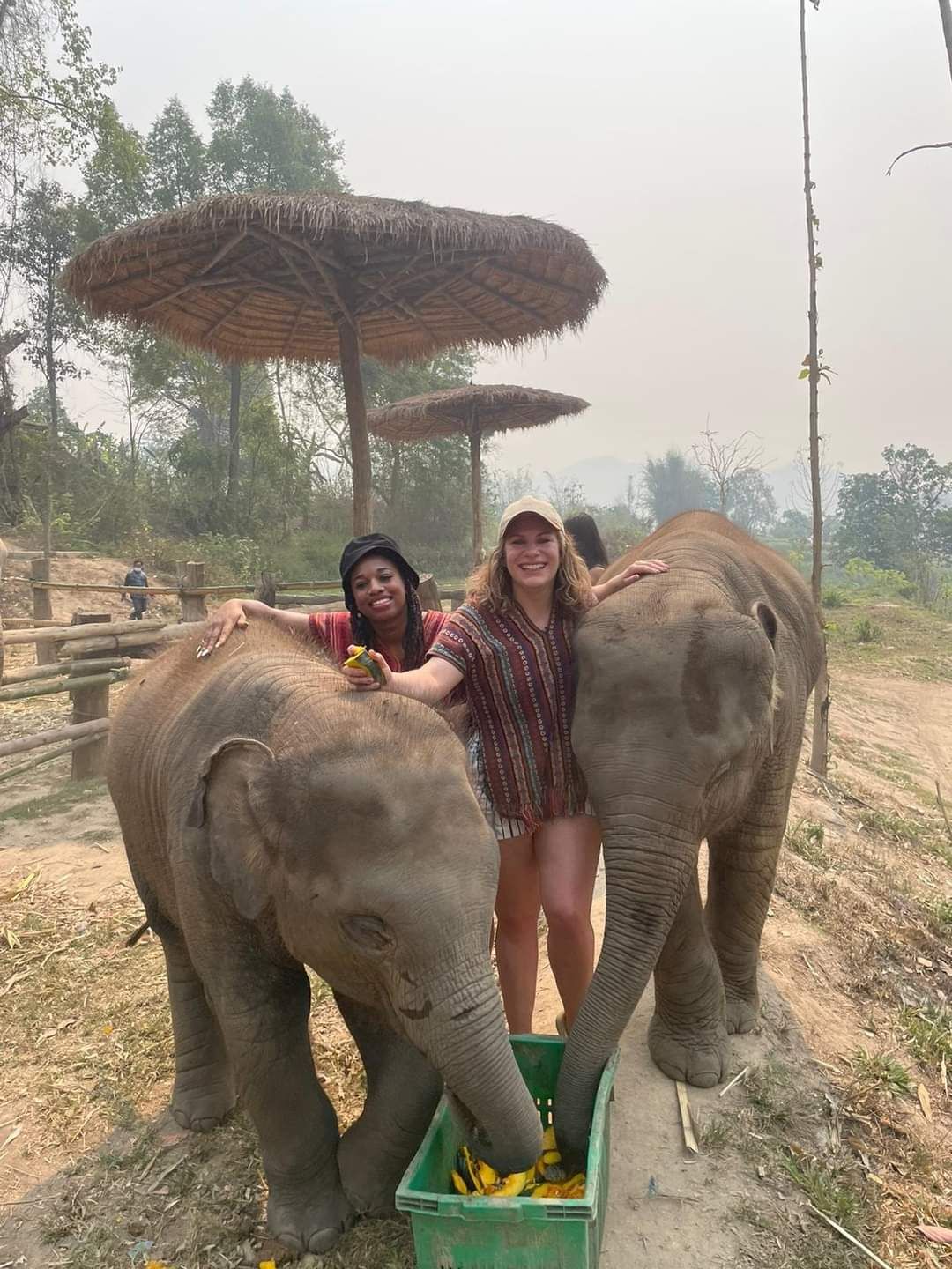 Feed elephants 