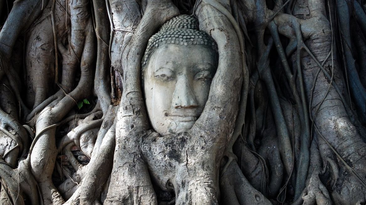 The head Buddha image in the tree root at Wat Mahathat