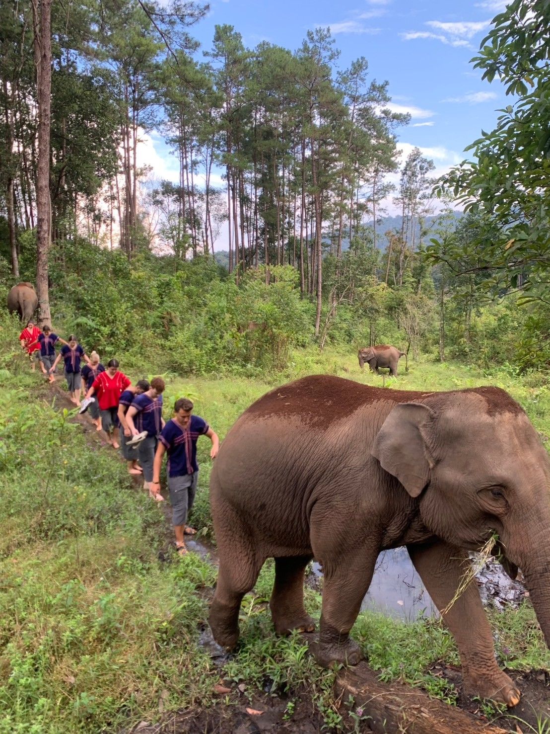 walk with the elephants alongside their mahouts, observing natural herd behaviors such as foraging, communicating, rubbing on trees, and relaxing deep in the jungle.