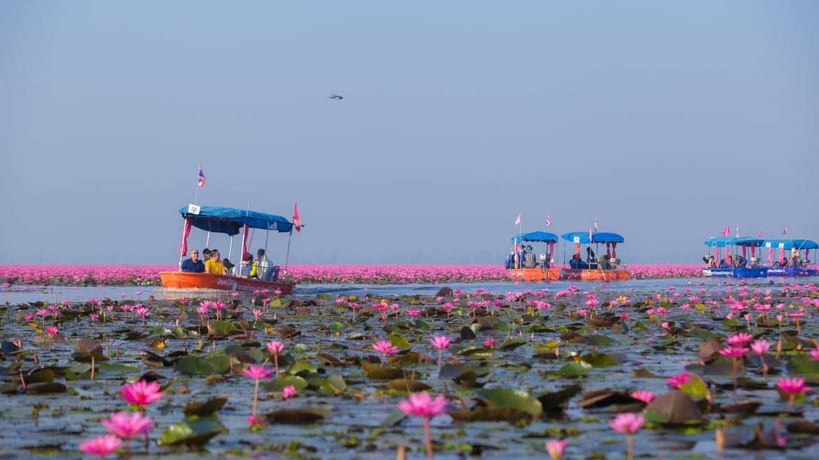 Red lotus lake udonthani