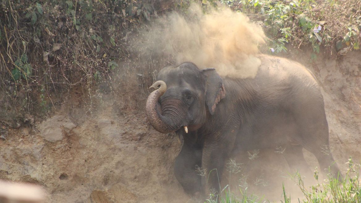 Lovely elephant baby