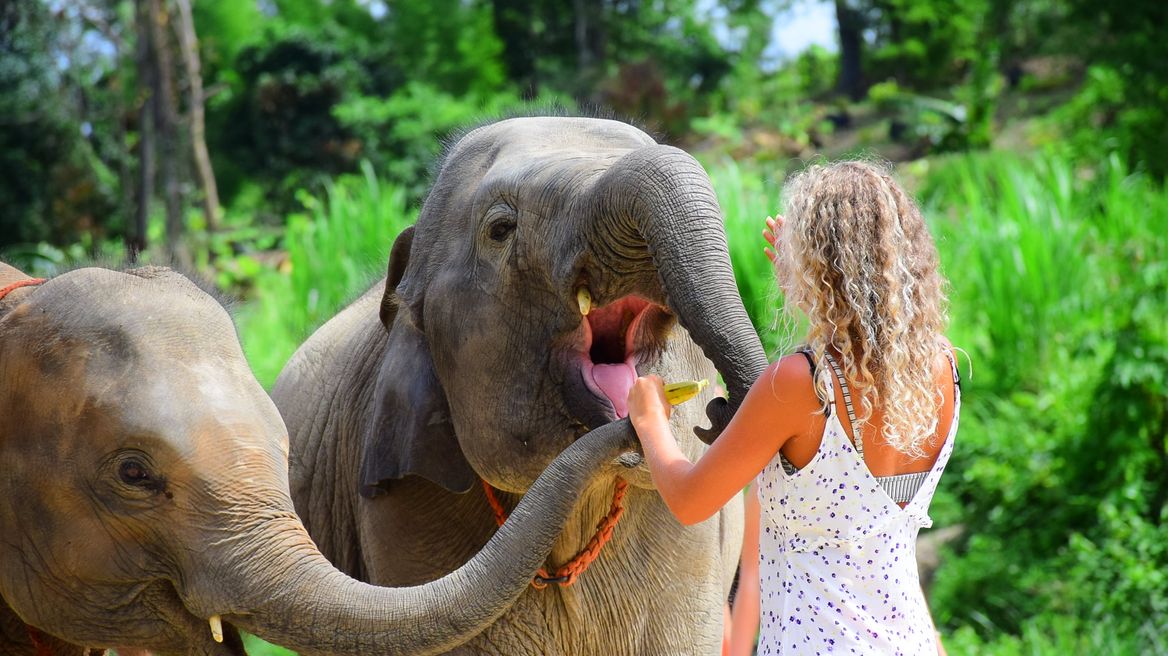Elephant Retirement Park 