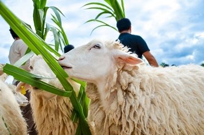 feed the sheep at Suan Phueng in Ratchaburi