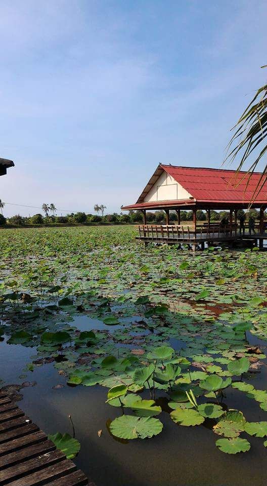Large lotus ponds where white and red lotus blooms are cultivated. 