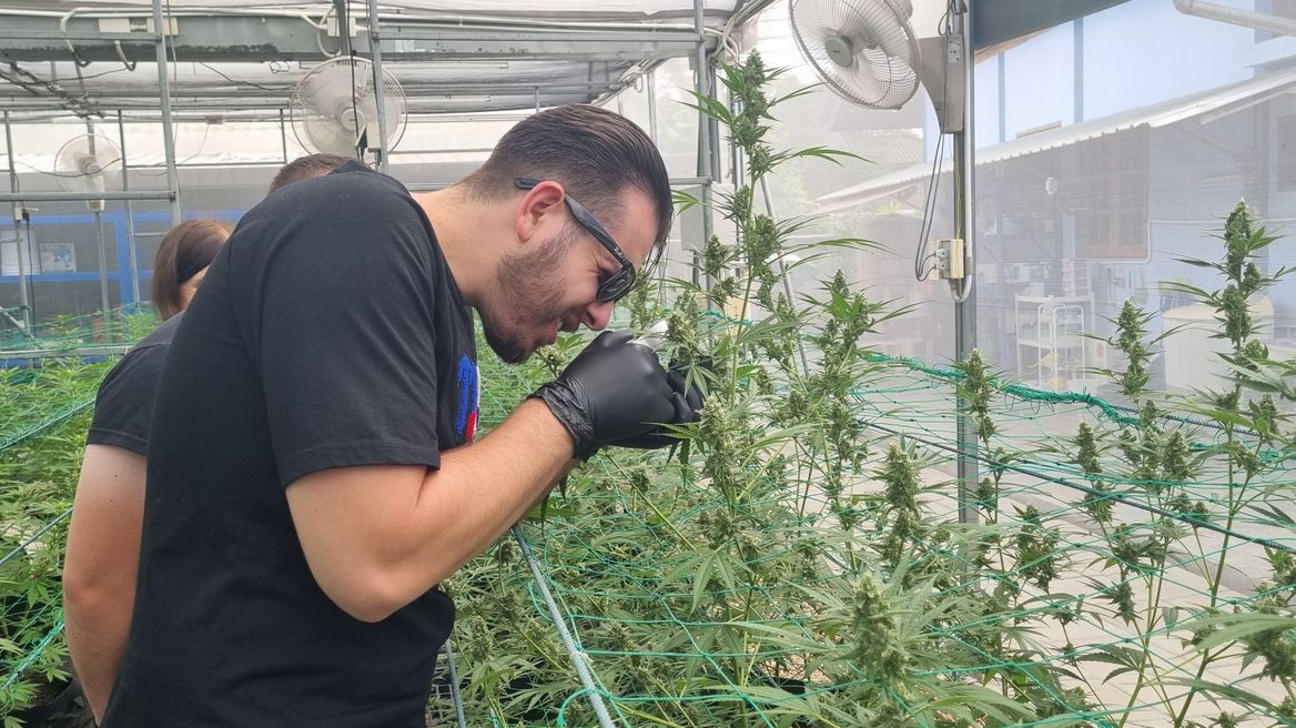 Checking trichromes