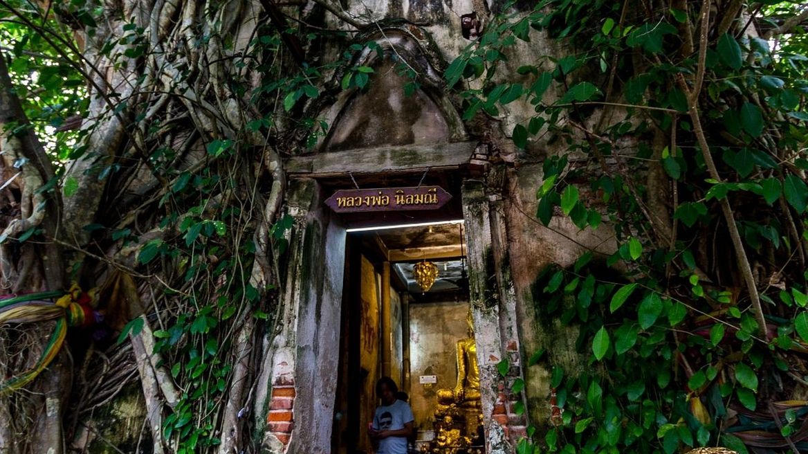 Wat Bang Kung, a nearly 300 years temple that covered by root tree