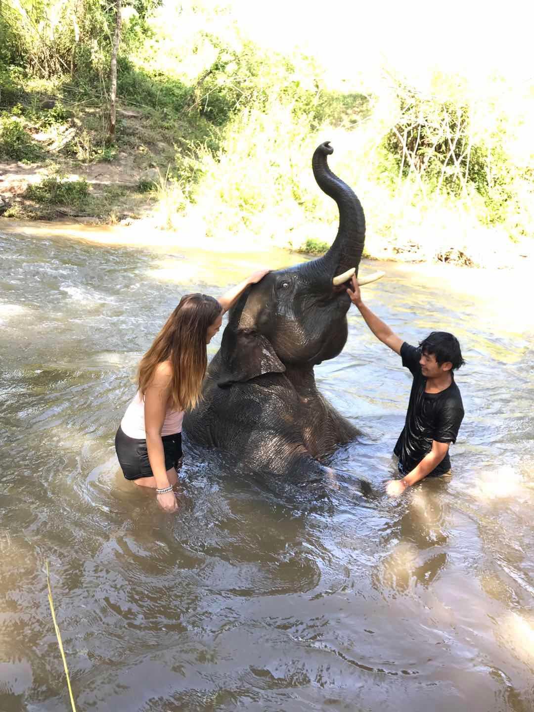 Chiang Mai Tour: Ethical Elephant Sanctuary 
