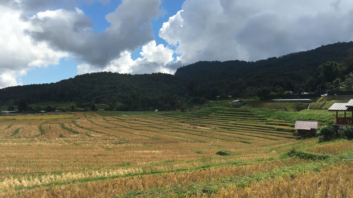 Harvested Rice field 