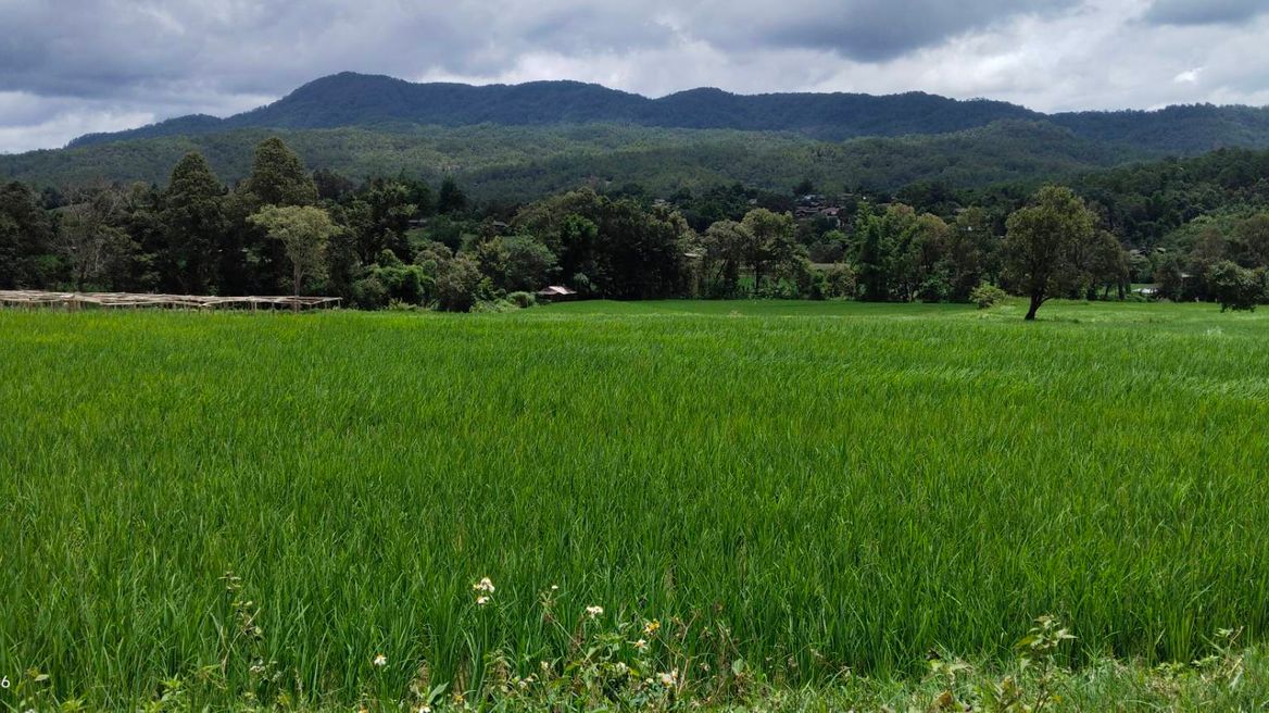 Rice fields terraced