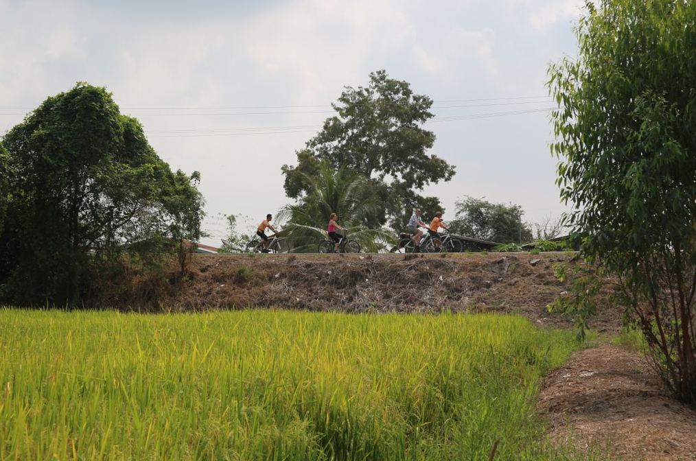 Cycle along rice fields