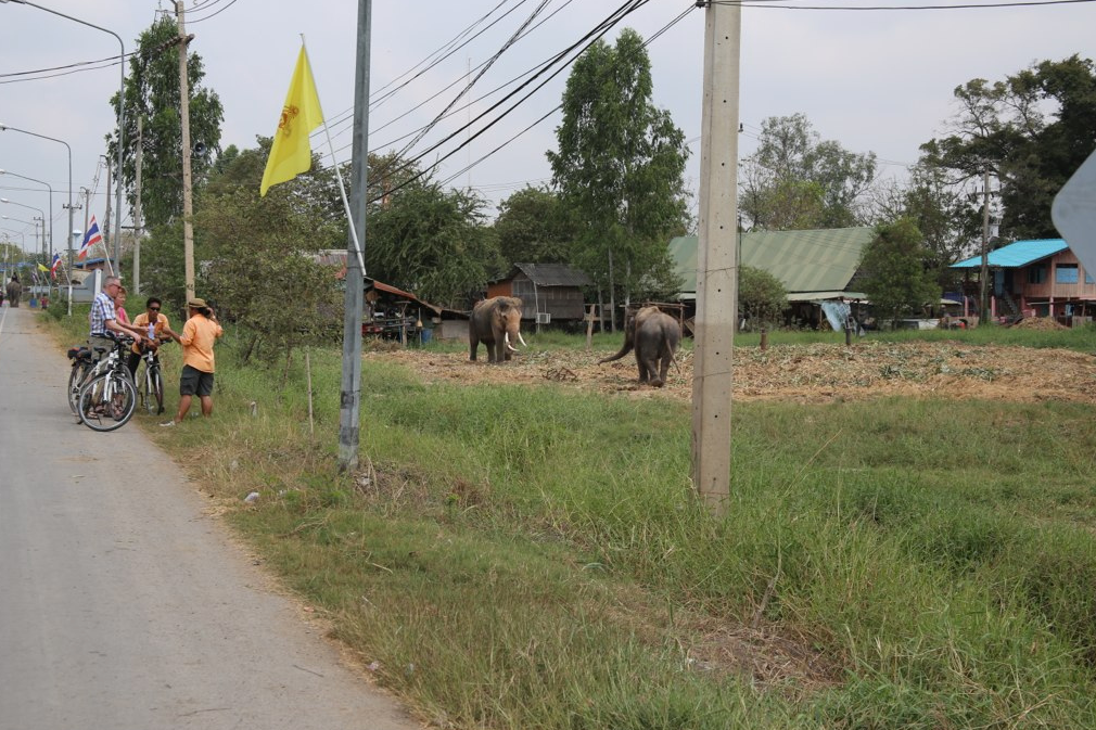 Elephants in Ayutthaya