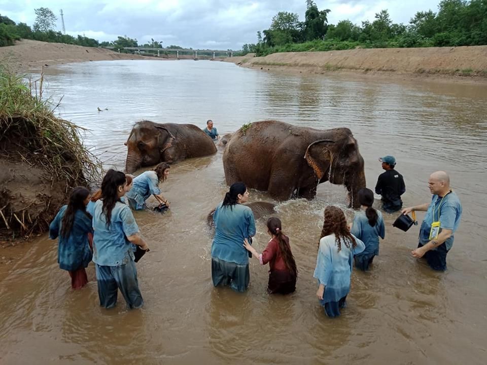 Bathing elephants in Chiang Mai
