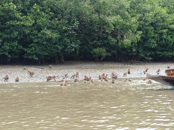 Klong Khon Mangrove Tour | Boat Trips | TakeMeTour - TakeMeTour