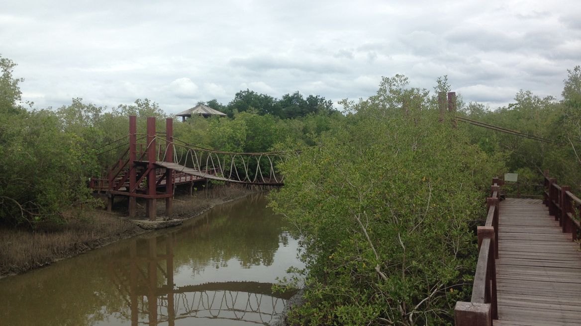 Mangrove Natural Trail 3
