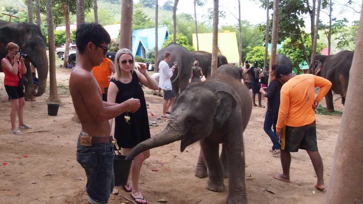 Feeding elephants