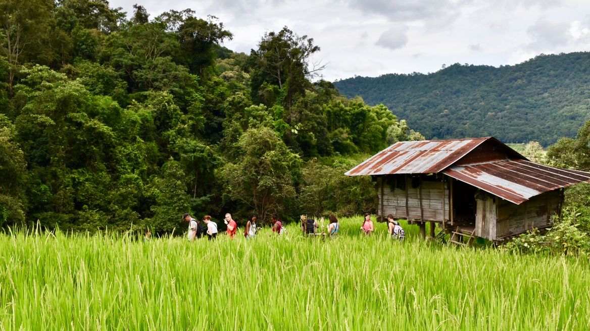 Rice terrace in Chiang Mai