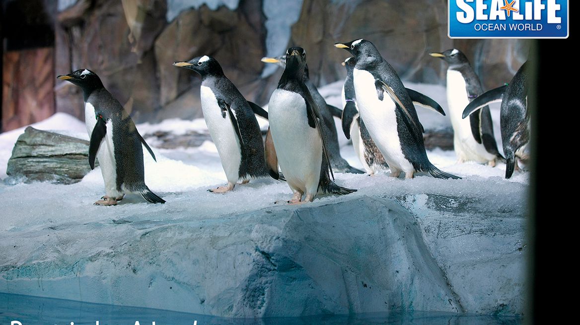 Penguin Ice Adventure