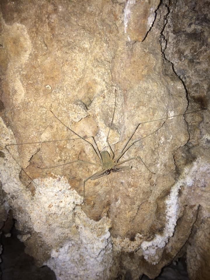 Wipe spider that many time can see in Prakaiphet cave (You had seen this spider in Harry potter 4and the goblet of fire)