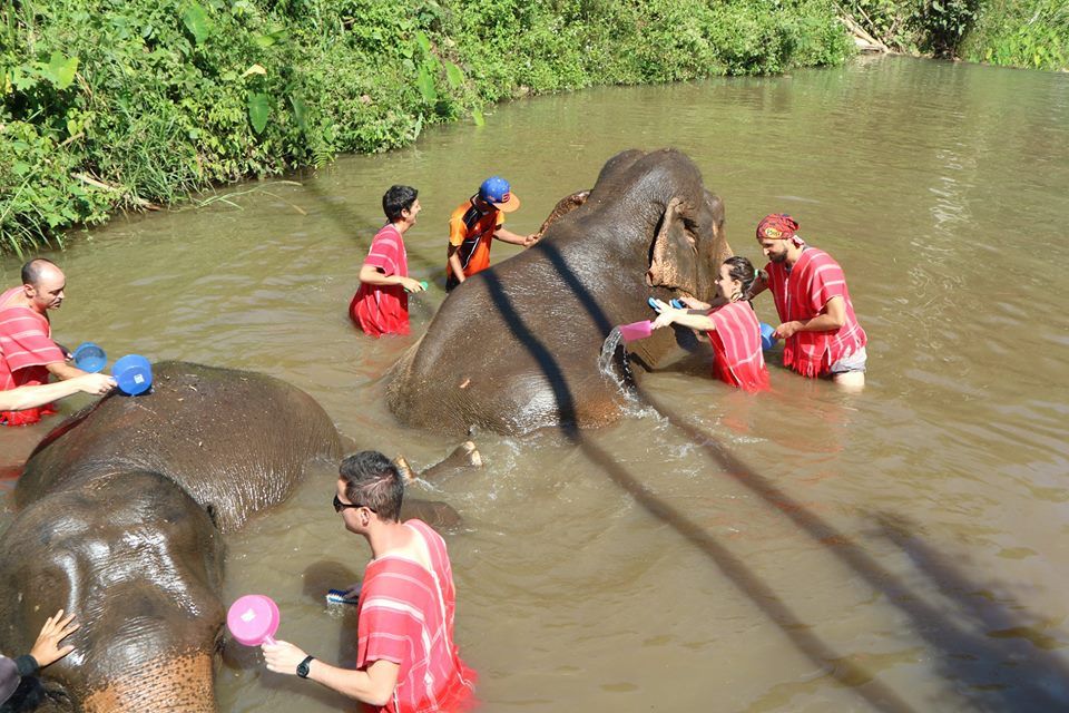Batheing elephants