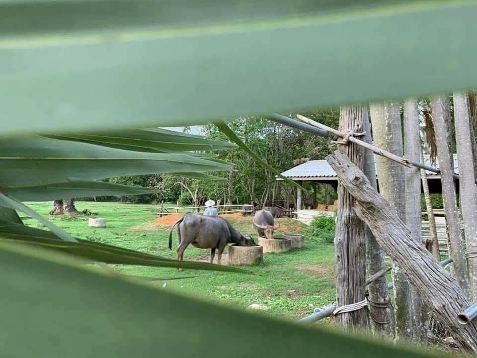 Buffalo life, seen through nature’s window 🍃🪵