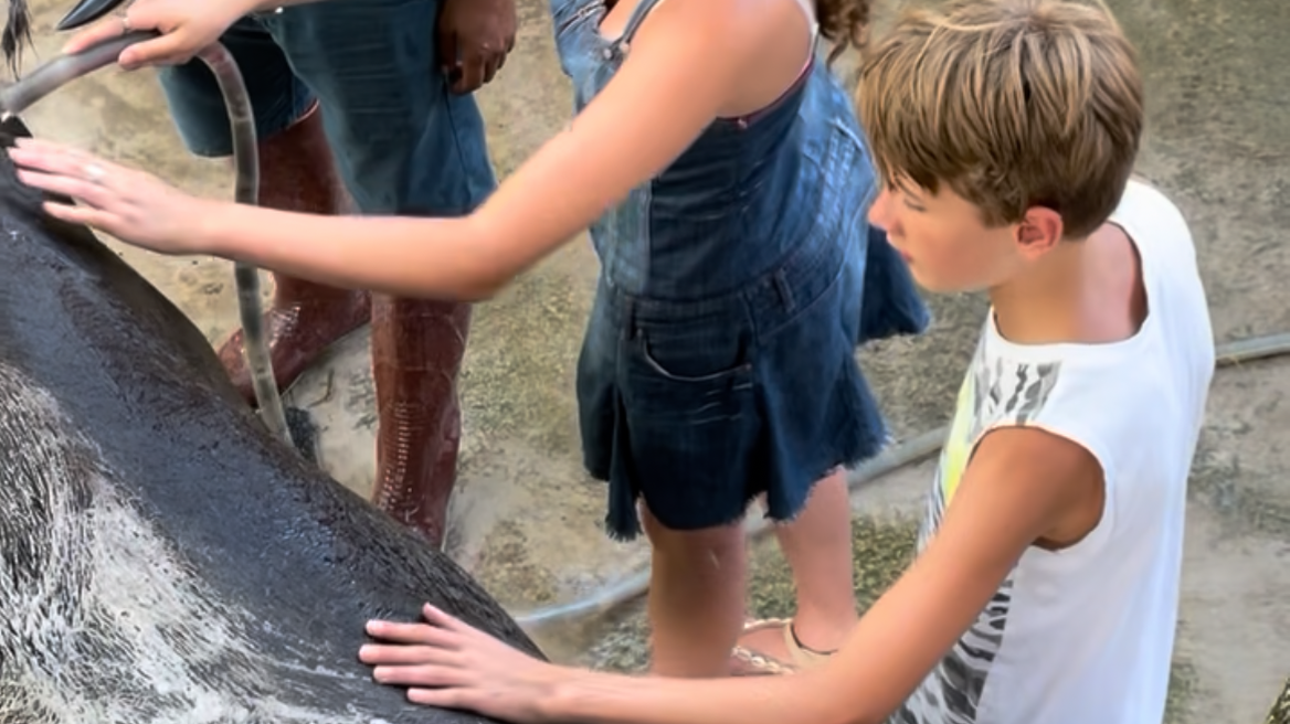Get hands-on with a rare farm experience: bathing and brushing the buffalo with the guidance of local farmers.