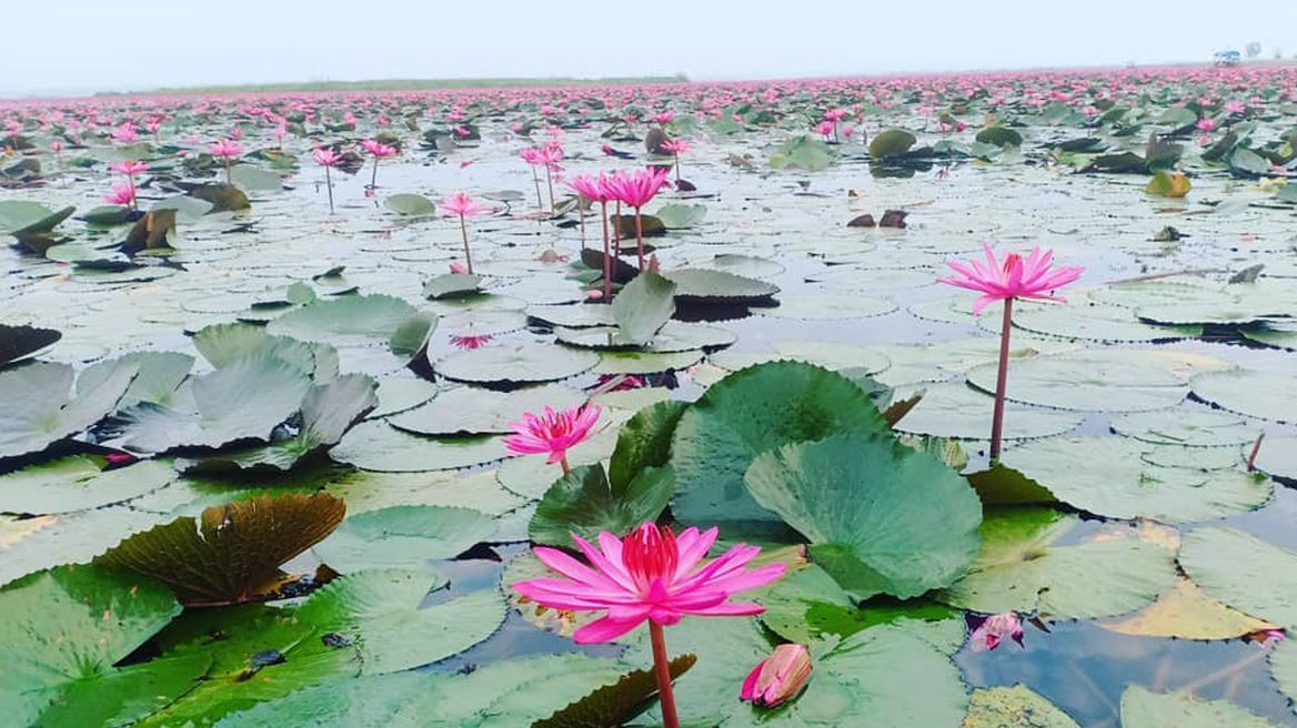Red lotus lake udonthani