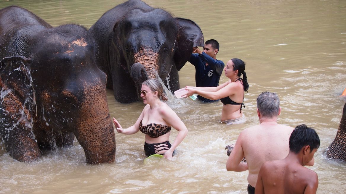 Swim and bath elephants