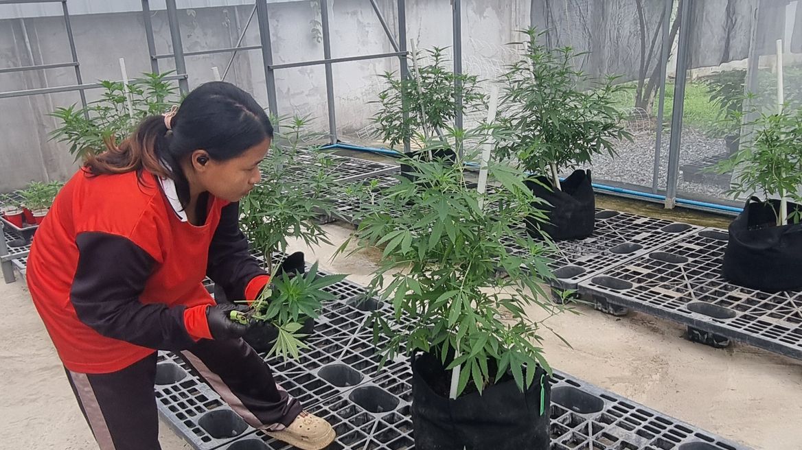 Taking cuttings from our mother plants 