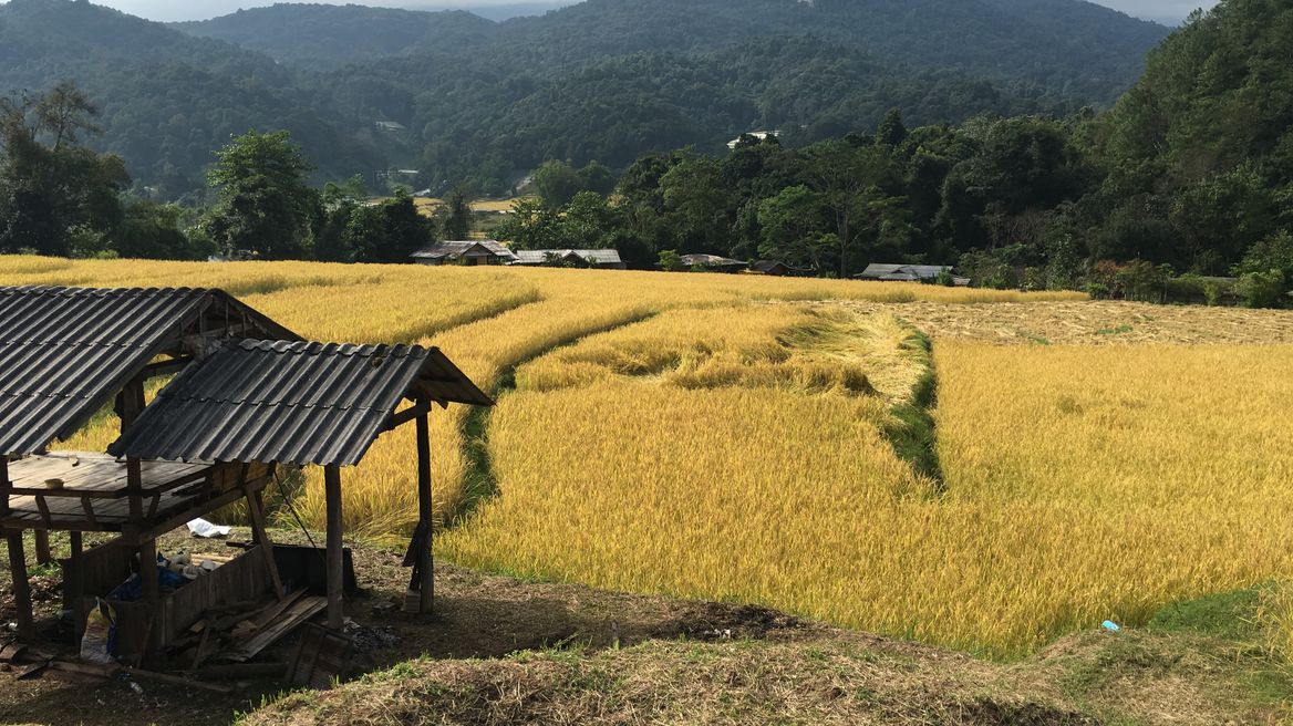 Golden Rice Field