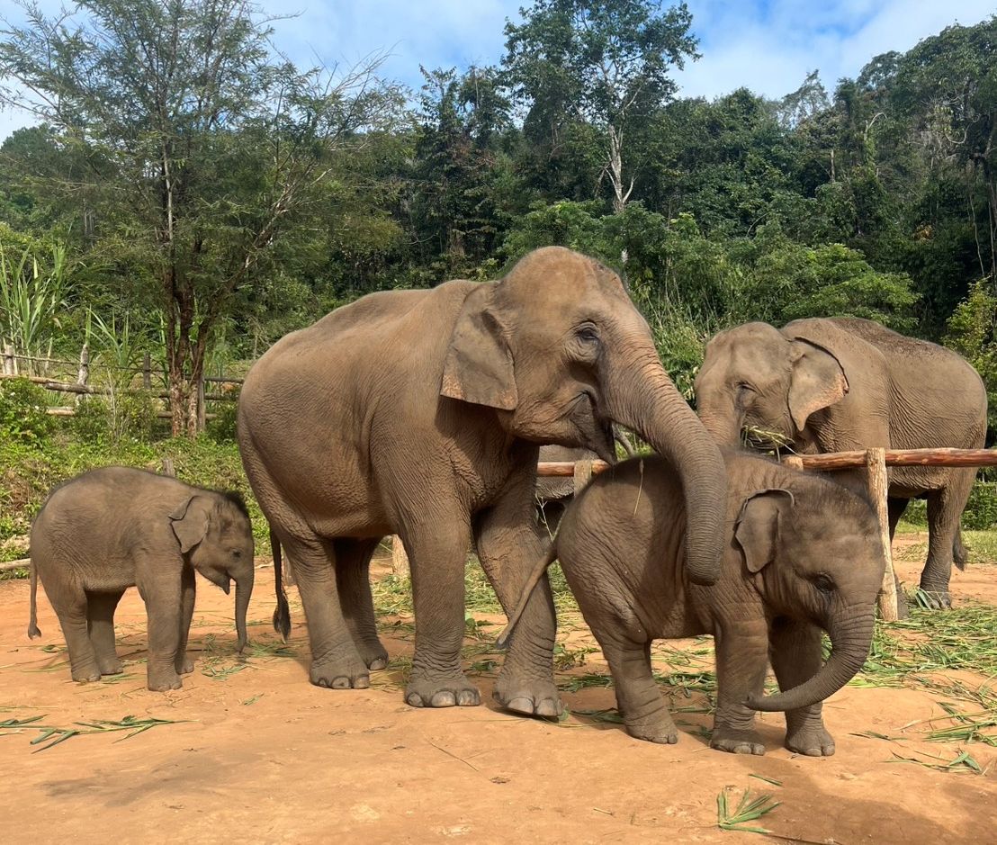 Get ready to meet the elephants