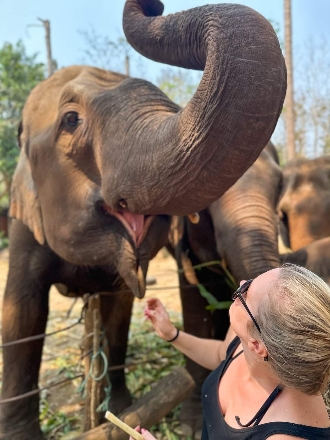 Extra trip feed elephants. 