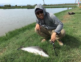 Fish Pond Madness: Giant Barramundi Fishing Trip