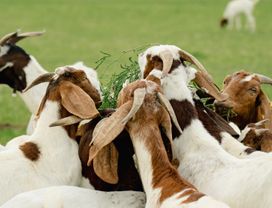 Uncovering Market Treasures, Vintage Homes, and Landscape Delights in Thailand