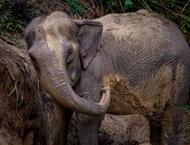 Phuket: Hidden Forest Elephant Morning Tour